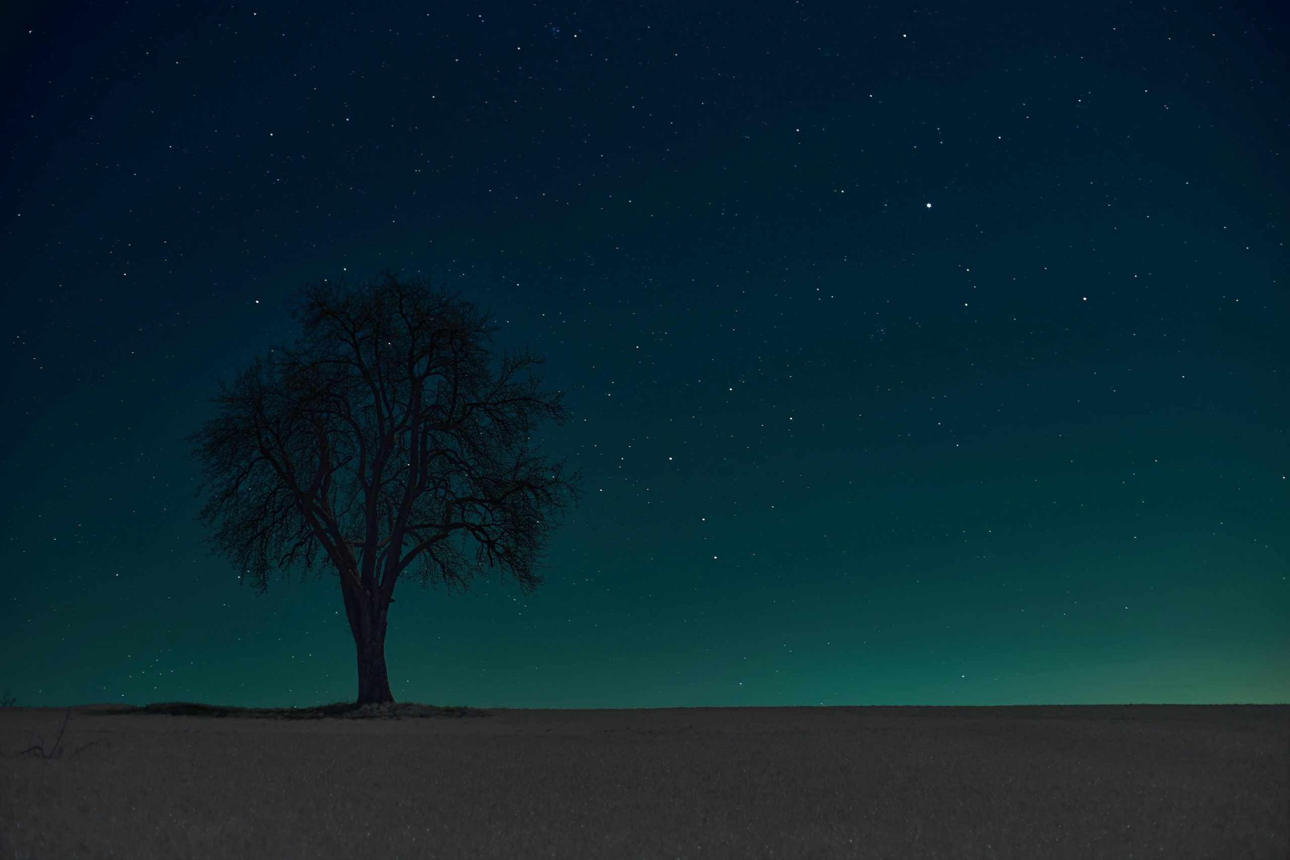 bare tree under blue sky during night time