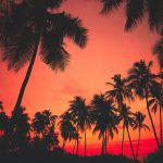 silhouette photography of palm trees