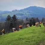 cattle, herd, grazing