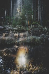 green grass on body of water during daytime