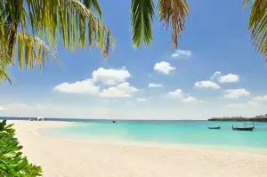 Tropical beach under palm leaves