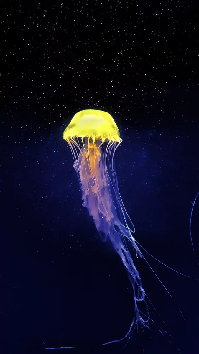 yellow and white jellyfish