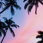 low-angle photography coconut trees during golden hour