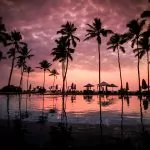 low angle photo of coconut trees beside body of water